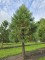 Afbeelding Mammoetboom - Sequoiadendron giganteum