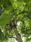Afbeelding Haagbeuk als klimboom - Carpinus Betulus