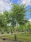 Afbeelding Zwarte berk - Betula nigra