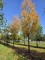 Afbeelding Rode Esdoorn - Acer rubrum 'Scanlon'