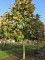 Afbeelding Pontische dwerg eik. Armeense  dwerg eik - Quercus pontica
