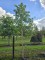 Afbeelding Mexicaanse eik - Quercus Rhysophylla 'Maya'