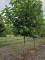Afbeelding Magnolia 'Yellow Bird' halfstam boom - Magnolia 'Yellow Bird'