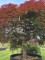 Afbeelding Japanse esdoorn - Acer palmatum 'Garnet'