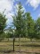 Afbeelding Japanse sierkers - Prunus 'Sunset Boulevard'