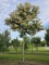 Afbeelding Zevenzonenboom - Heptacodium miconioides