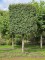 Afbeelding Veldesdoorn als leiblok - Acer campestre