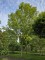 Afbeelding Vleugelnoot - Pterocarya fraxinifolia
