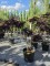 Afbeelding roodbladige slaapboom - Albizia julibrissin 'Summer Chocolate'