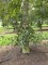 Afbeelding Rode of bruine beuk - Fagus sylvatica 'Atropunicea'