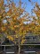 Afbeelding Perzisch IJzerhout - Parrotia persica 'Vanessa'