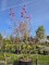 Afbeelding Magnolia Betty - Magnolia 'Betty'