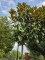 Afbeelding Grootbloemige groenblijvende Magnolia - Magnolia grandiflora 'Goliath'
