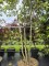 Afbeelding Steeneik - Quercus ilex