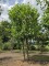 Afbeelding Plataan 2 stam als dakvorm - Platanus x Hispanica