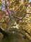 Afbeelding Rode beuk - Fagus sylvatica 'Atropunicea'