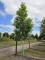 Afbeelding Amerikaanse Esdoorn - Acer Rubrum 'Brandywine'