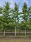 Afbeelding Tempelboom of Eendenpootboom - Ginkgo biloba