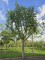 Afbeelding Vleugelnoot - Pterocarya fraxinifolia