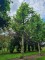 Afbeelding Plataan - Platanus x hispanica