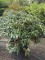 Afbeelding Japanse Rododendron met rood-roze bloei - Rhododendron Yakushimanum 'Sonatine'