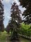 Afbeelding Rode beuk - Fagus sylvatica 'Atropunicea'