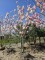 Afbeelding Magnolia - Magnolia 'Soulangeana'