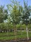Afbeelding Chinese Sering - Syringa pekinensis 'China Snow'