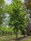 Afbeelding Amberboom - Liquidambar styraciflua