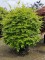 Afbeelding Bolvormige groene beuk - Fagus sylvatica
