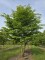 Afbeelding Haagbeuk - Carpinus betulus