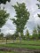 Afbeelding Japanse sierkers - Prunus 'Sunset Boulevard'