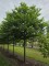 Afbeelding Storaxboom - Styrax japonicus