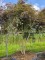 Afbeelding Japanse esdoorn meerstam - Acer palmatum 'Inaba Shidare'