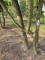Afbeelding Plataan 3 stammig  dakvorm - Platanus x Hispanica
