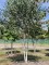 Afbeelding Himalayaberk - Betula utilis 'Doorenbos'