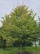 Afbeelding Kegelvormige haagbeuk - Carpinus Betulus