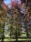 Afbeelding Rode beuk - Fagus sylvatica 'Atropunicea'