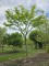 Afbeelding Valse Christusdoorn - Gleditsia triacanthos 'Sunburst'