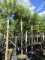 Afbeelding Parasol den - Pinus 'Pinea'