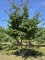 Afbeelding Perzisch IJzerhout - Parrotia persica