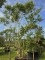 Afbeelding Zevenzonenboom - Heptacodium miconioides
