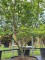 Afbeelding Japanse esdoorn - Acer palmatum 'Osakazuki'