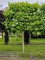 Afbeelding Leiplataan - Platanus hispanica