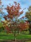 Afbeelding Veelbloemige Kornoelje - Cornus Florida 'Rainbow'