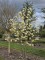 Afbeelding Magnolia 'Yellow River' - Magnolia 'Yellow River'