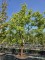 Afbeelding Papieresdoorn - Acer griseum