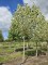 Afbeelding Tulpenboom 'Snowbird' - Liriodendron tulipifera 'Snowbird'