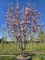 Afbeelding Magnolia - Magnolia 'Soulangeana'