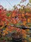 Afbeelding Japanse esdoorn 'Dansende Pauw' - Acer japonicum  'Aconitifolium'